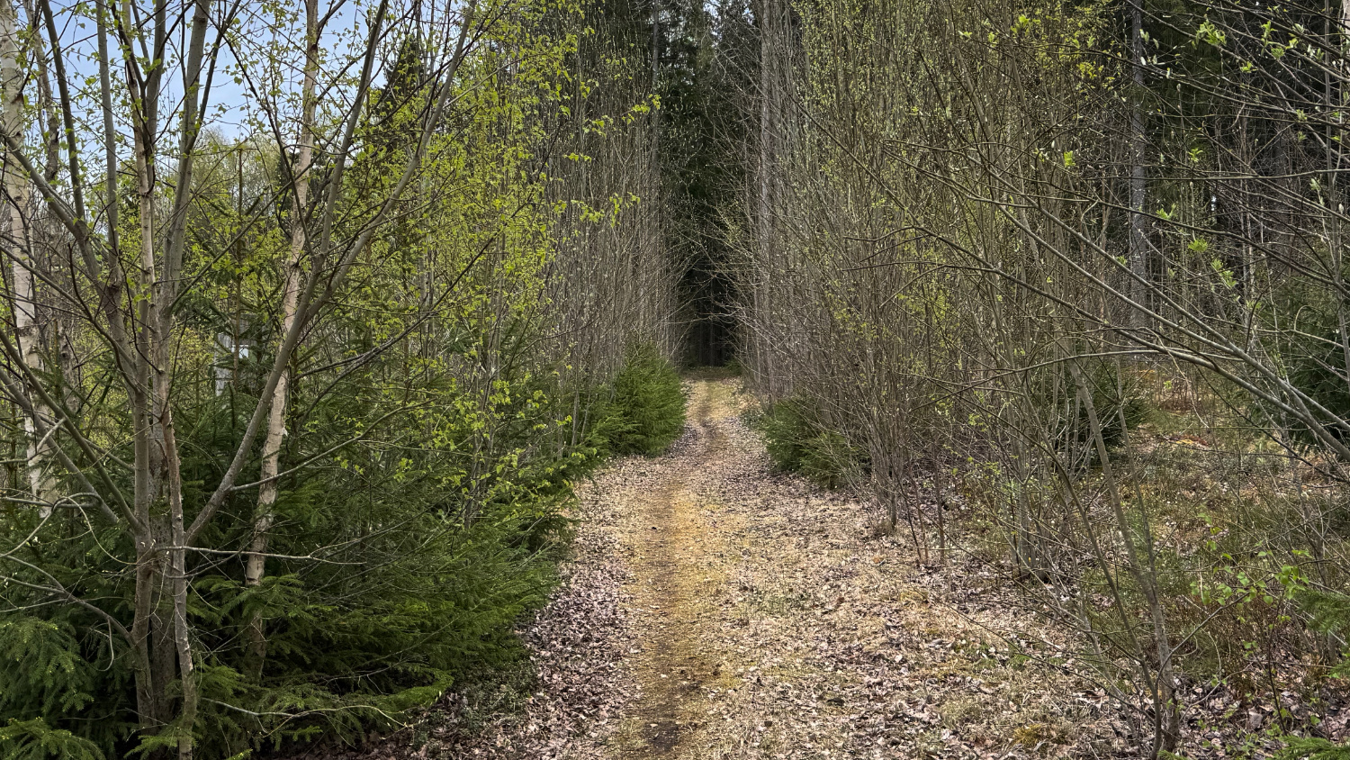 Trail running through Swedish landscape