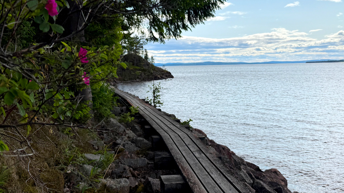 Swedish forest trail